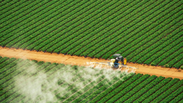 Best Ant Control Services  in Westwood Lakes, FL