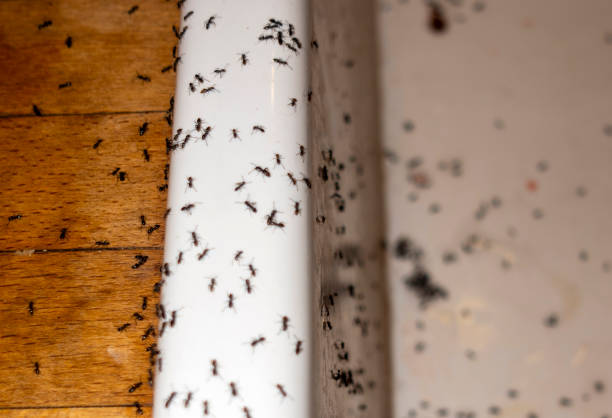 Best Exterminator Services  in Westwood Lakes, FL