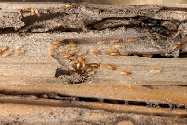 Reliable Westwood Lakes, FL Pest Control Solutions