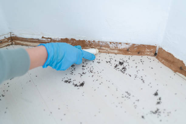 Best Pest Prevention Services  in Westwood Lakes, FL